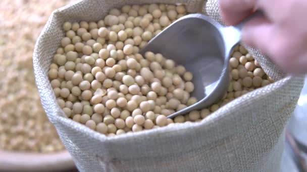 Scooping Dry Soybeans Canvas Sack Metal Scoop Camera Movement — Stok Video