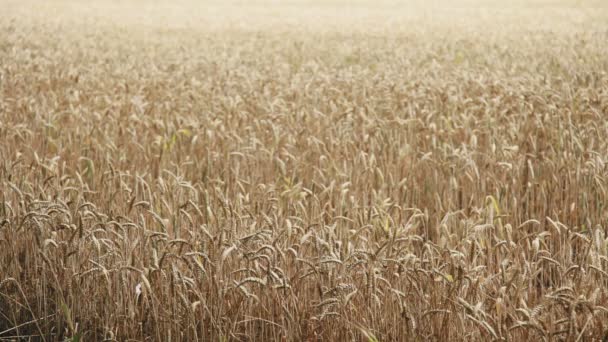 Пшеничное Поле Стеблем Мягко Движущимся Ветру — стоковое видео