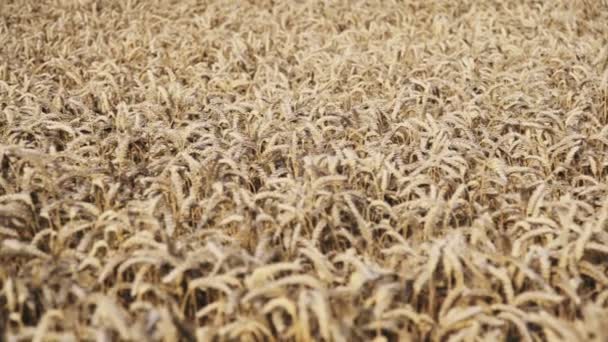 Panning Golden Wheat Field — Stock video