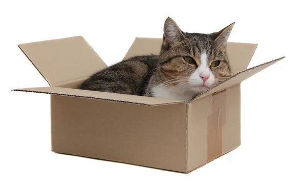 Snoopy cat in removal box — Stock Photo, Image