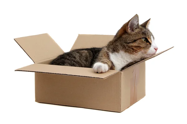 Snoopy little cat in box — Stock Photo, Image