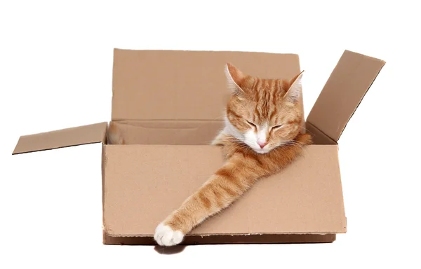 kaldırma kutusuna sevimli erkek kedi uyuyor