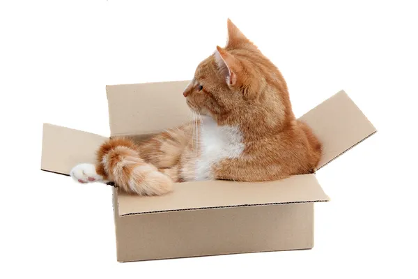 Snoopy tomcat in removal box — Stock Photo, Image