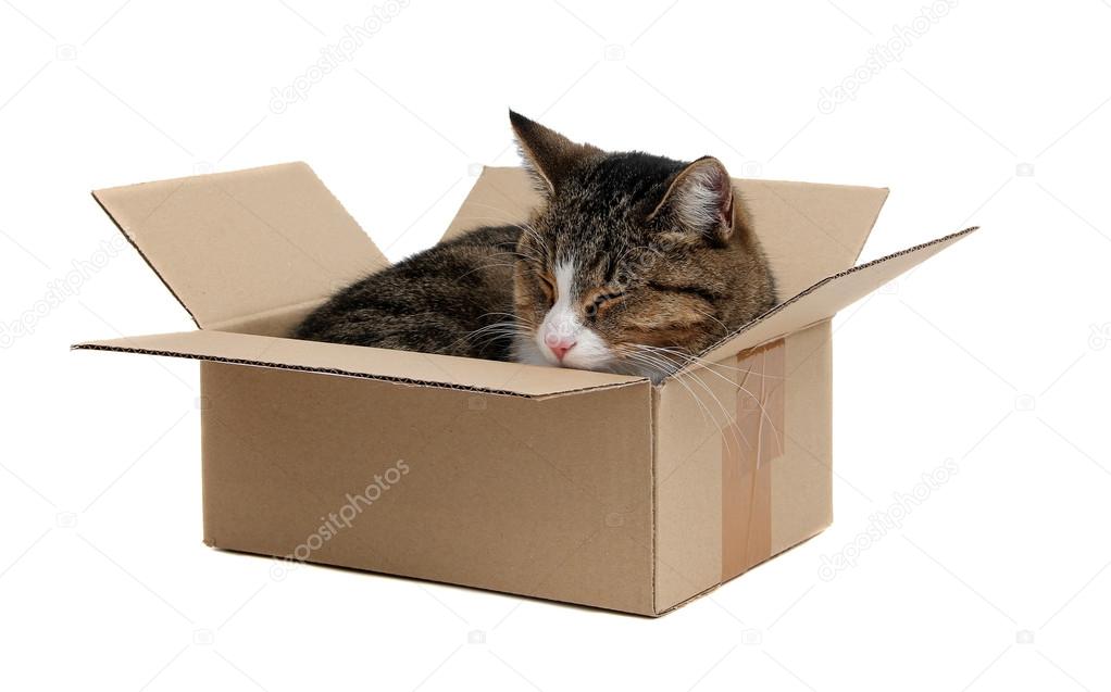 Cute cat in removal box