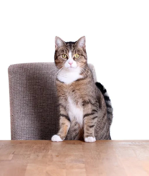 Милая кошка на столе — стоковое фото