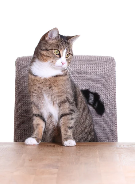 Kat op stoel — Stockfoto