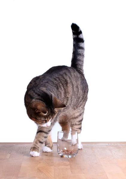 Hongerige kat op tafel — Stockfoto