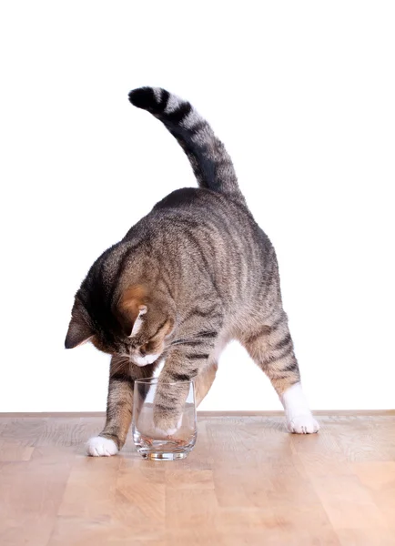 Hungry cute cat on table — Stock Photo, Image