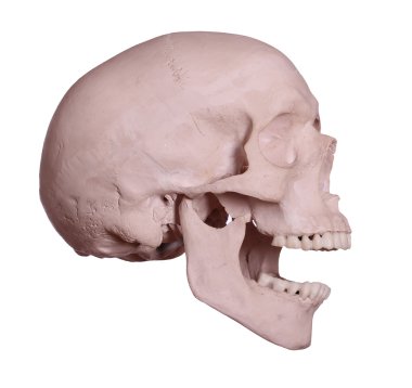 Kafatası çığlık