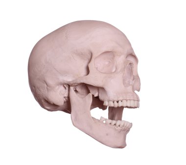 Beyaz kafatası çığlık