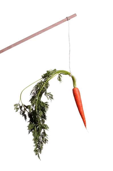 Motivation with carrot on stick — Stock Photo, Image