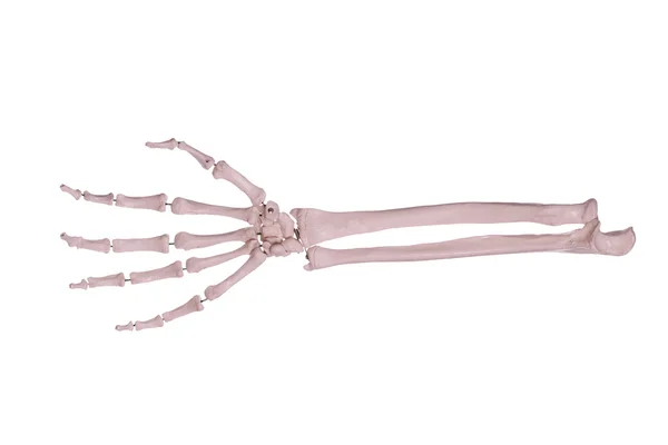 Arm with hand of bones — Stock Photo, Image