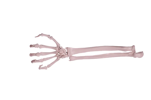 Fist - hand and arm of bones — Stock Photo, Image