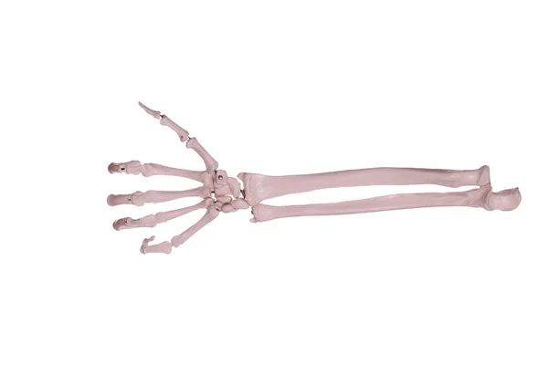 Count 1 - hand and arm of bones — Stock Photo, Image