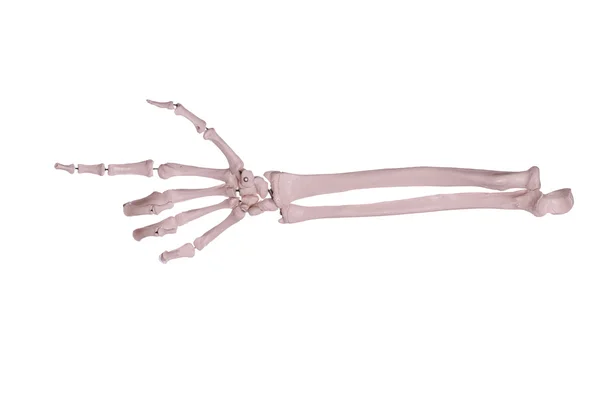 Zählung 2 - Hand und Arm der Knochen — Stockfoto