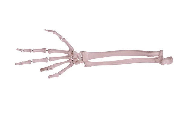 Contagem 3 - mão e braço de ossos — Fotografia de Stock
