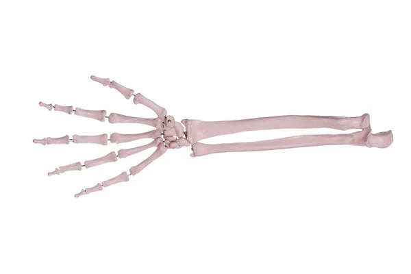 Count5 - hand and arm of bones — Stock Photo, Image