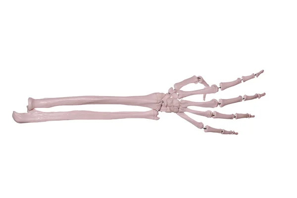 Считай 4 - руки костей — стоковое фото