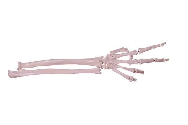 Peace- hand of bones — Stock Photo, Image