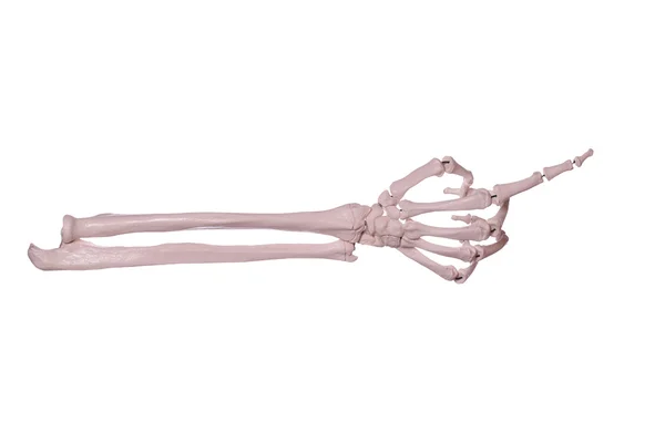 Показывая руку скелета — стоковое фото
