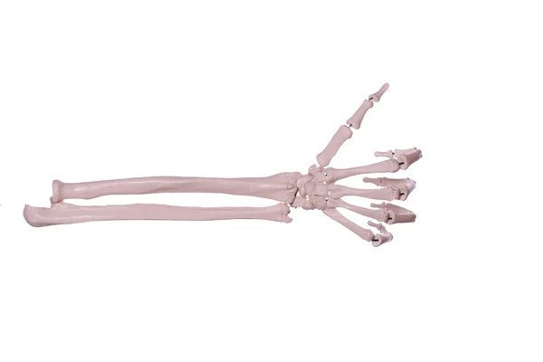 1-el kemiklerinin saymak