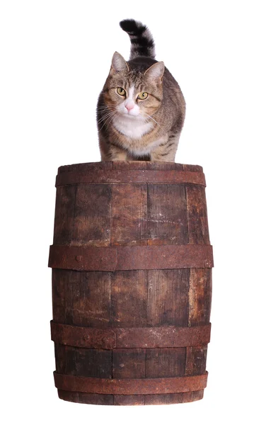 Gatto e botte di legno — Foto Stock