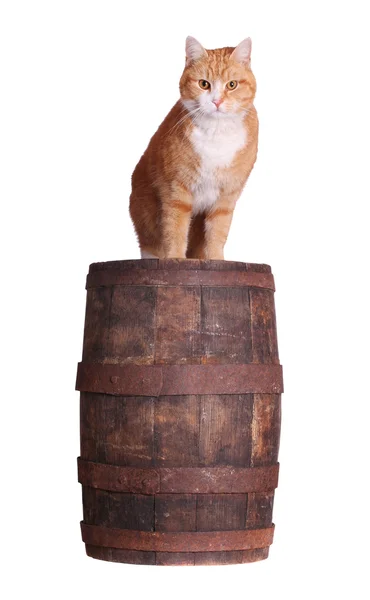 Katt och trä fat — Stockfoto