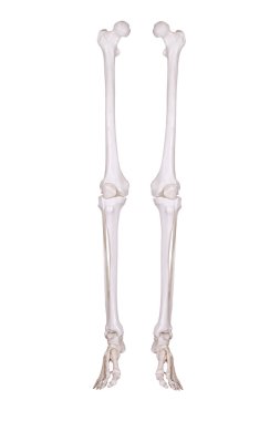 iki iskelet bacaklar detay