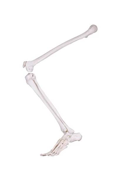 Perna de esqueleto — Fotografia de Stock