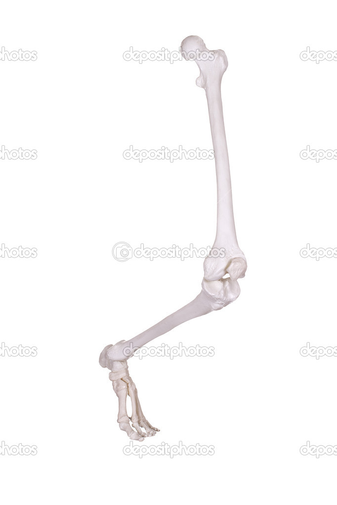 Skelett Bein — Stockfoto © pterwort 39514767