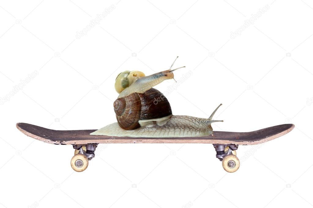 Snails on old skateboard