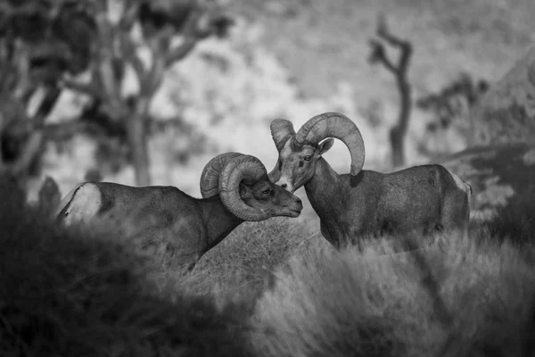 Ovejas Bighorn . — Foto de Stock