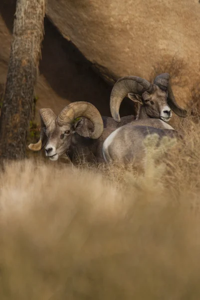 Ovejas Bighorn . — Foto de Stock