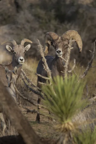 Ovelhas de Bighorn do deserto . — Fotografia de Stock