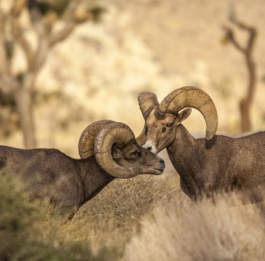 Bighorn koyun.
