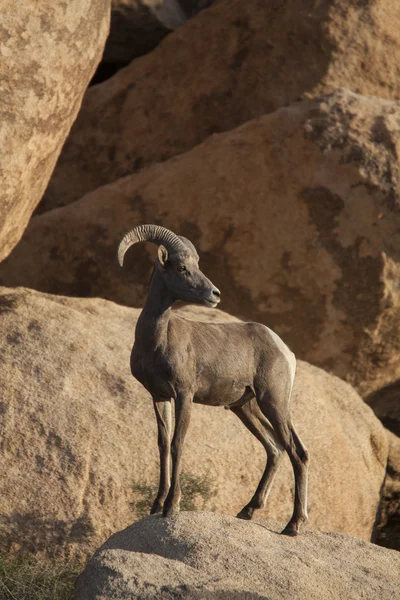Desert bighorn sheep. — Stock Photo, Image