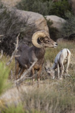 çöl bighorn koyun.