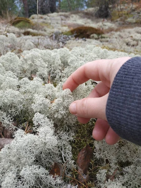 秋天森林里的软苔藓 — 图库照片