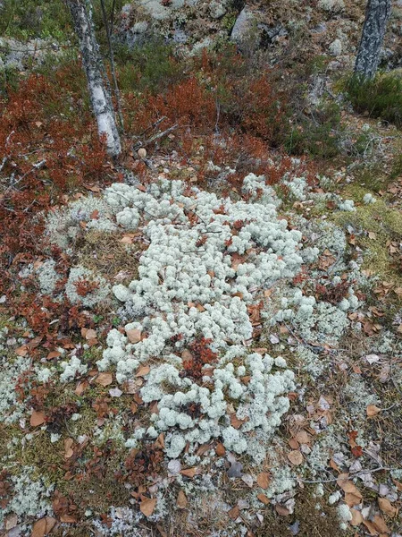 在森林里的一块空地上的苔藓 — 图库照片