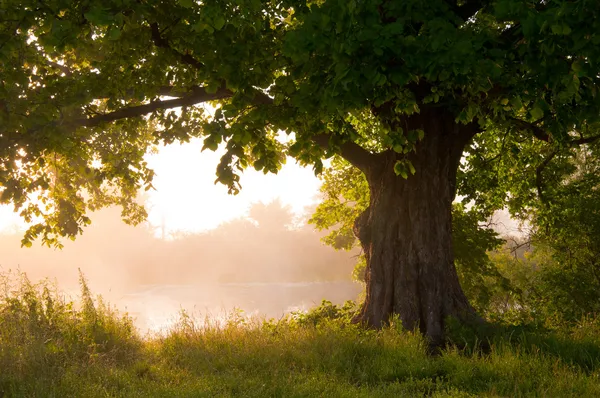 Quercia in foglia piena in estate in piedi da sola — Foto Stock