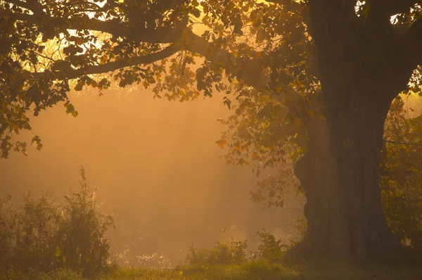 Nebliger Baum an einem frühen Herbstmorgen — Stockfoto