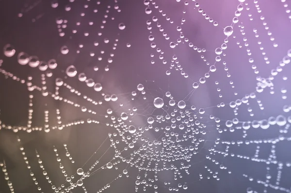 Red de araña con muchas gotas de agua pequeñas — Foto de Stock
