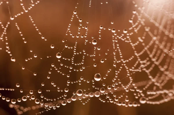 Toile d'araignée avec de nombreuses petites gouttes d'eau — Photo