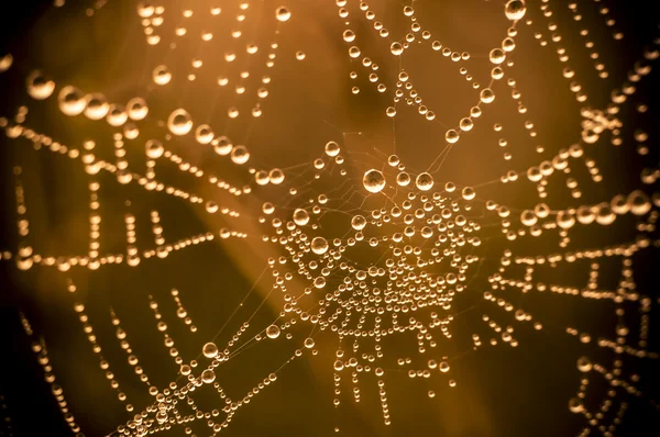 Red de araña con muchas gotas de agua pequeñas — Foto de Stock