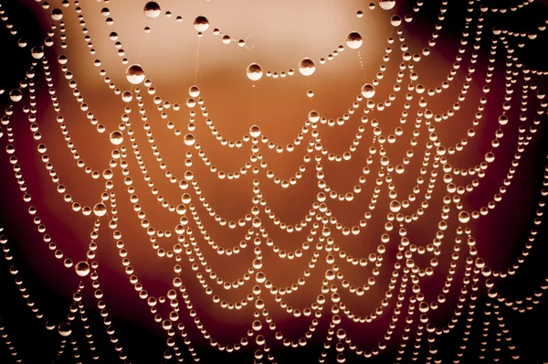 Toile d'araignée avec de nombreuses petites gouttes d'eau — Photo