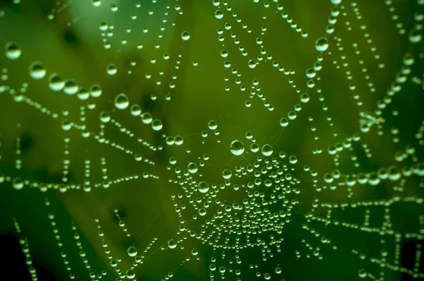 蜘蛛网上有很多小水滴 — 图库照片
