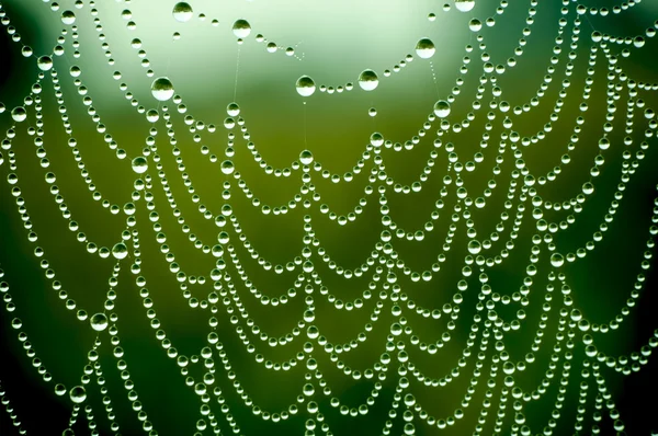 Red de araña con muchas gotas de agua pequeñas — Foto de Stock