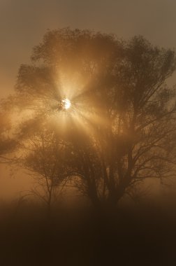 Tanrılar ışınları