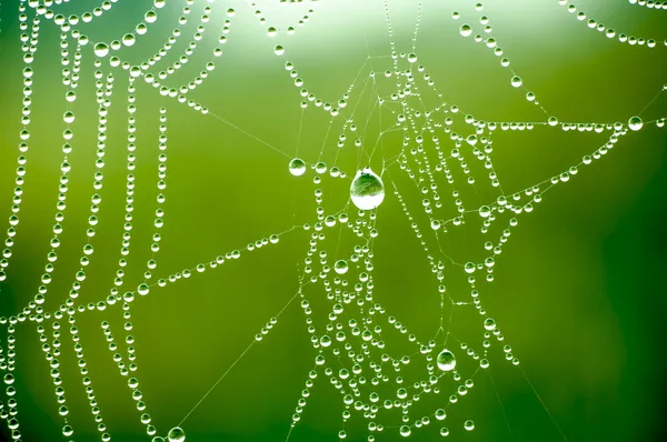 Red de araña con muchas gotas de agua pequeñas — Foto de Stock