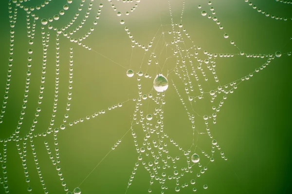 Spider web with many small water drops — Stock Photo, Image